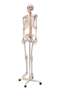 Esqueleto Humano Padrão de 1,70 cm C/ Suporte, Haste e Rodas